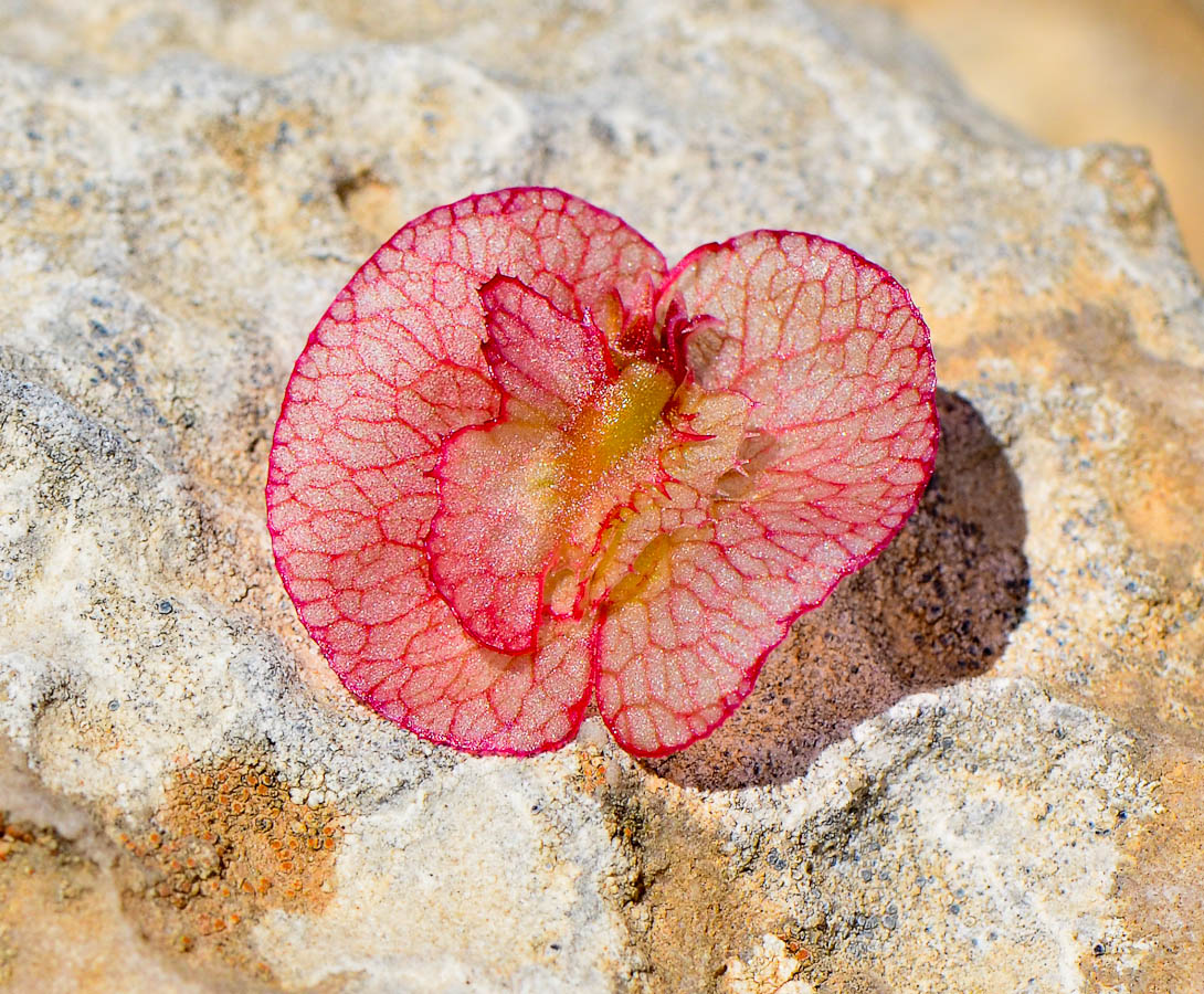 Image of Rumex cyprius specimen.