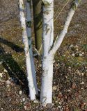 Betula utilis variety jacquemontii. Нижние части стволов молодого дерева. Германия, г. Кемпен, в озеленении улицы.22.03.2013.