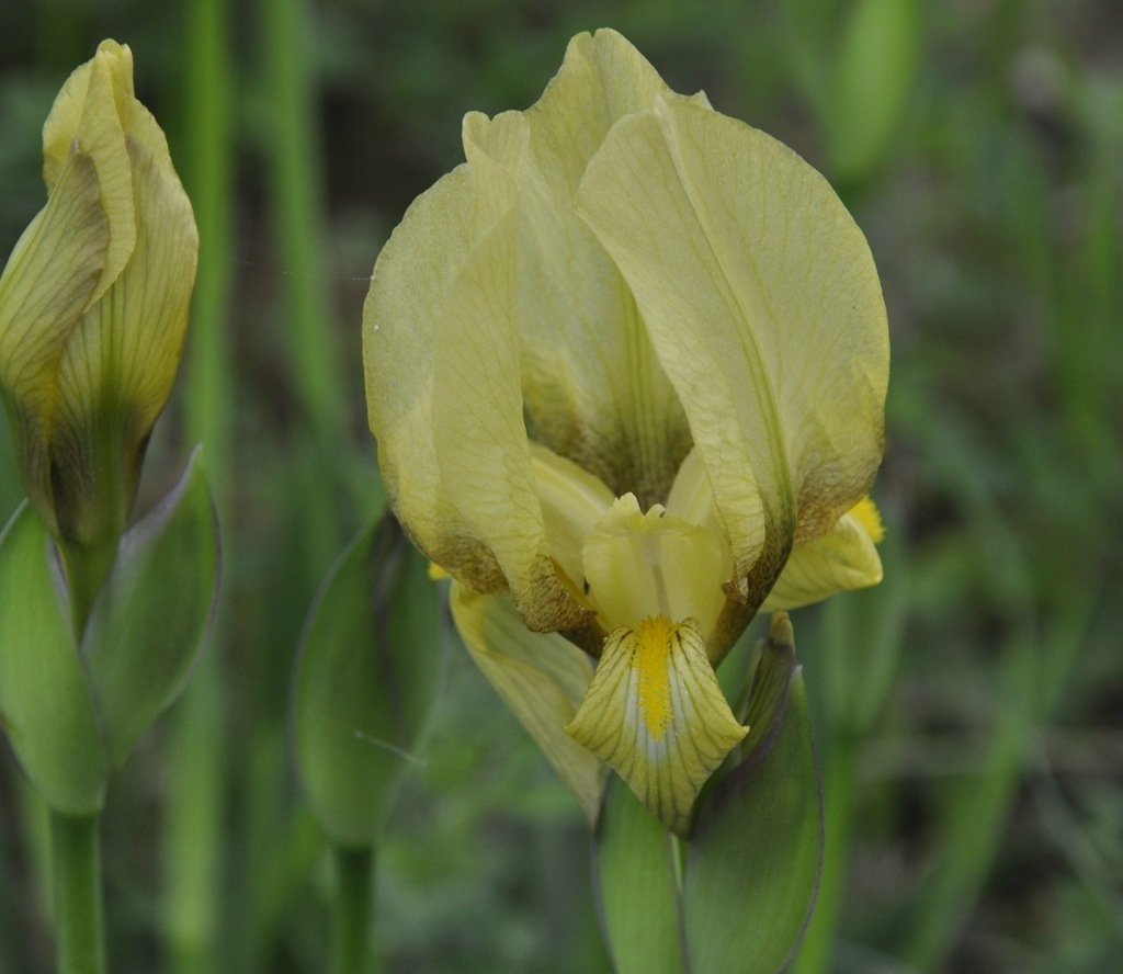 Изображение особи Iris reichenbachii.