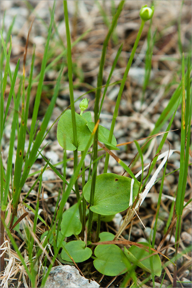 Image of Parnassia palustris specimen.