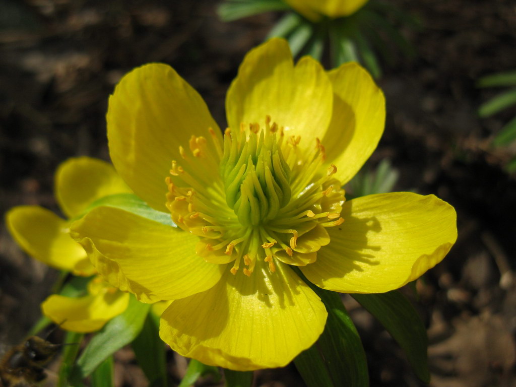 Image of Eranthis cilicica specimen.