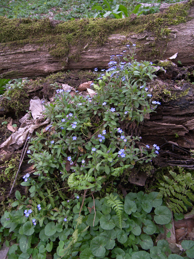 Image of Myosotis amoena specimen.