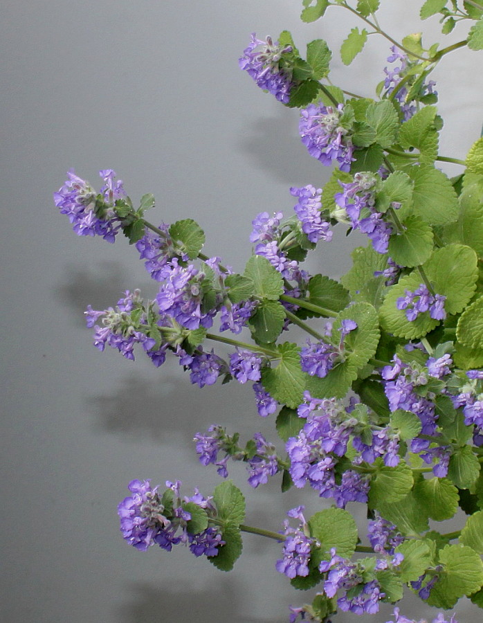 Image of Nepeta × faassenii specimen.