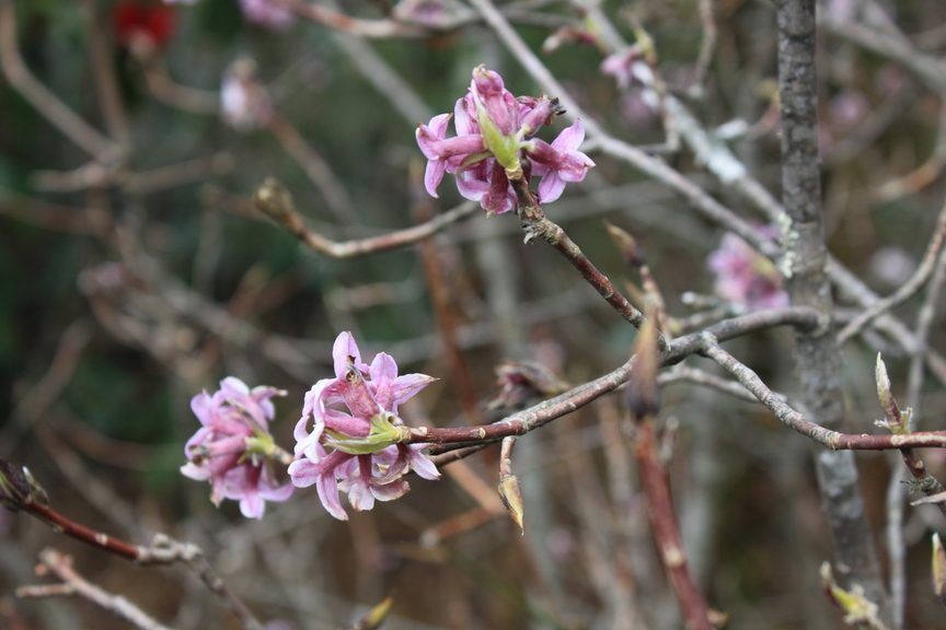 Image of genus Daphne specimen.