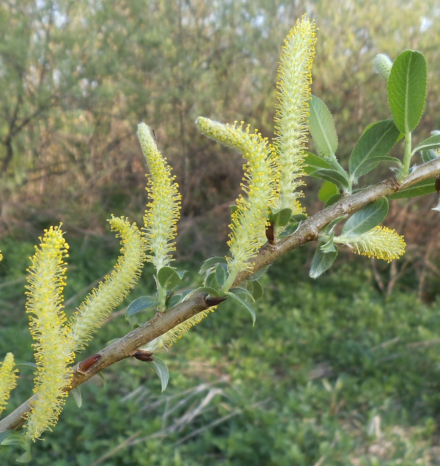 Изображение особи Salix hexandra.