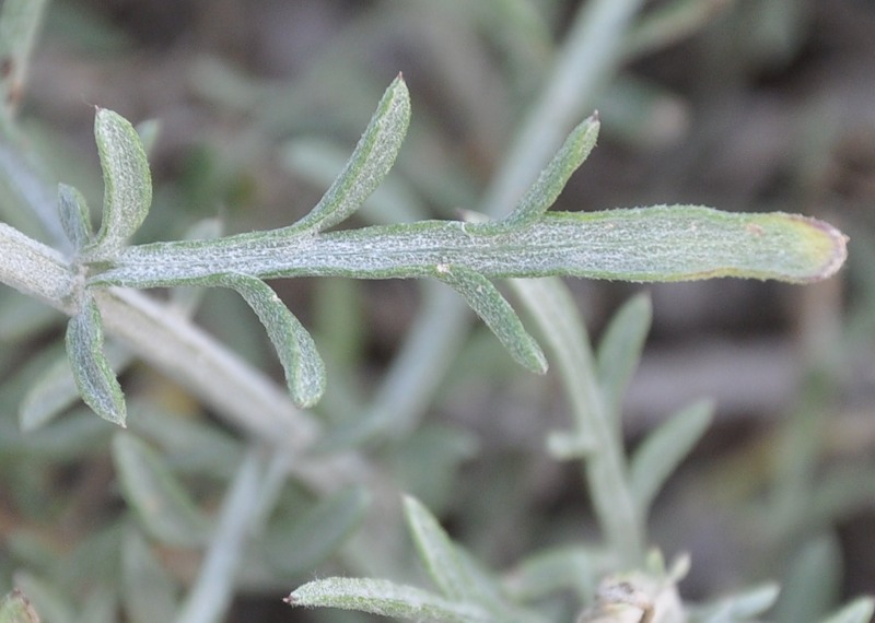 Image of genus Centaurea specimen.