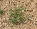 Adonis bienertii