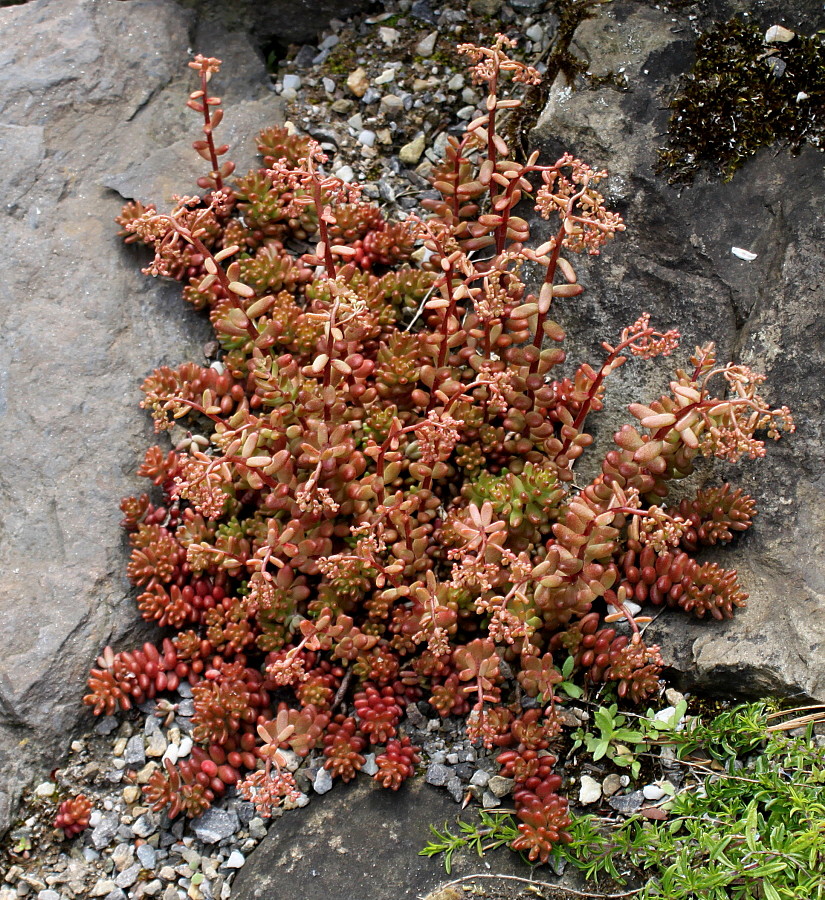 Image of Sedum album specimen.