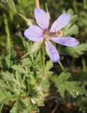 Erodium ciconium. Цветок. Украина, г. Одесса, Аркадия, склон возле Тропы здоровья. 20.06.2013.
