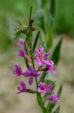 Lythrum virgatum