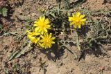 Taraxacum brevirostre