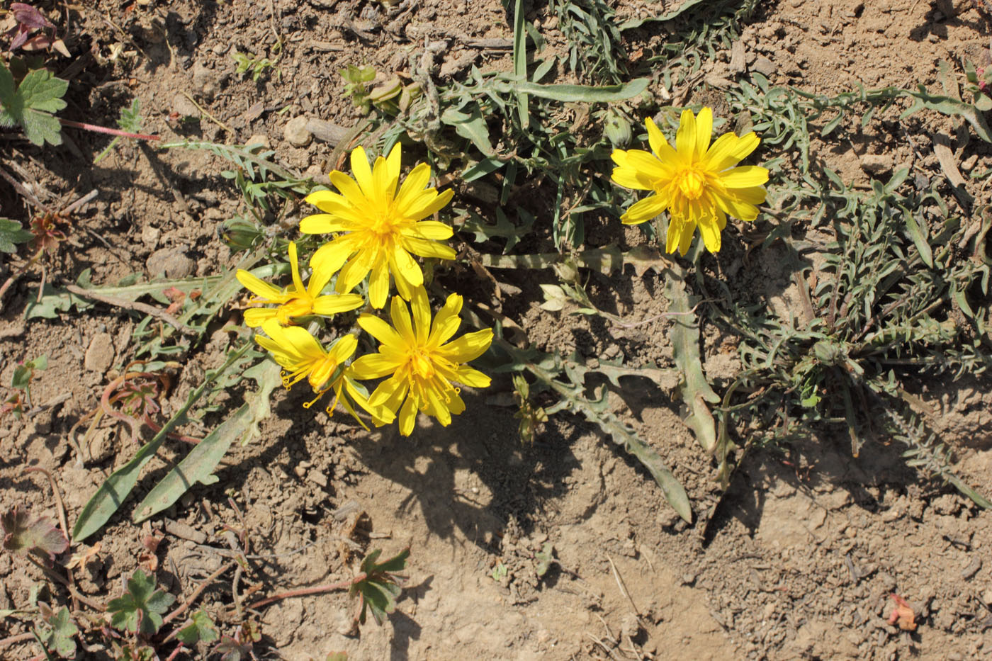 Изображение особи Taraxacum brevirostre.