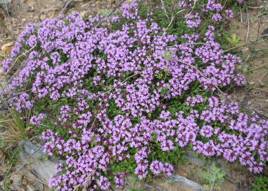 Изображение особи Thymus jenisseensis.