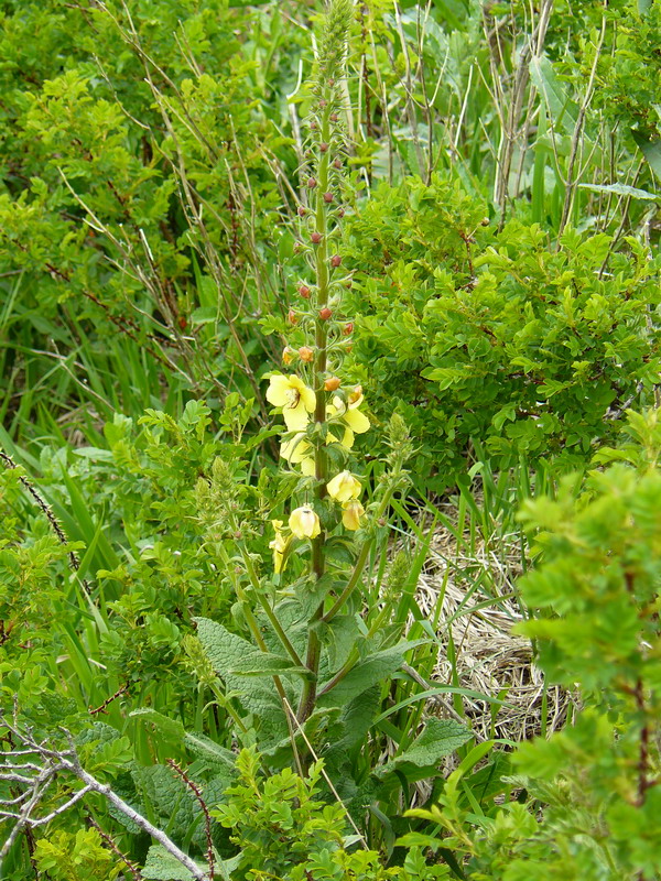 Изображение особи Verbascum spectabile.