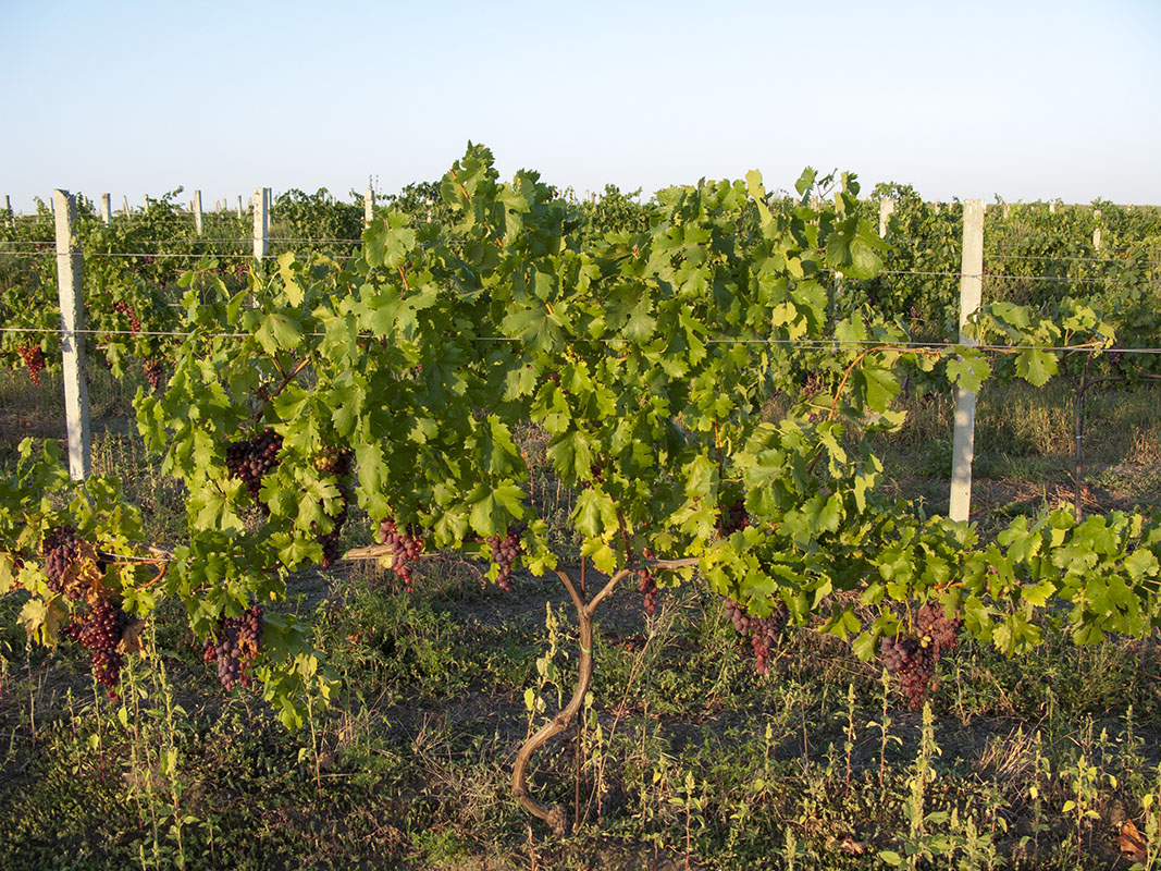 Image of Vitis vinifera specimen.