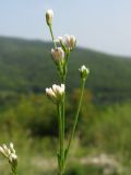 Asperula supina. Верхушка побега с соцветием. Краснодарский край, Абинский р-н, окр. ст. Шапсугская, известняковый карьер. 18.08.2013.