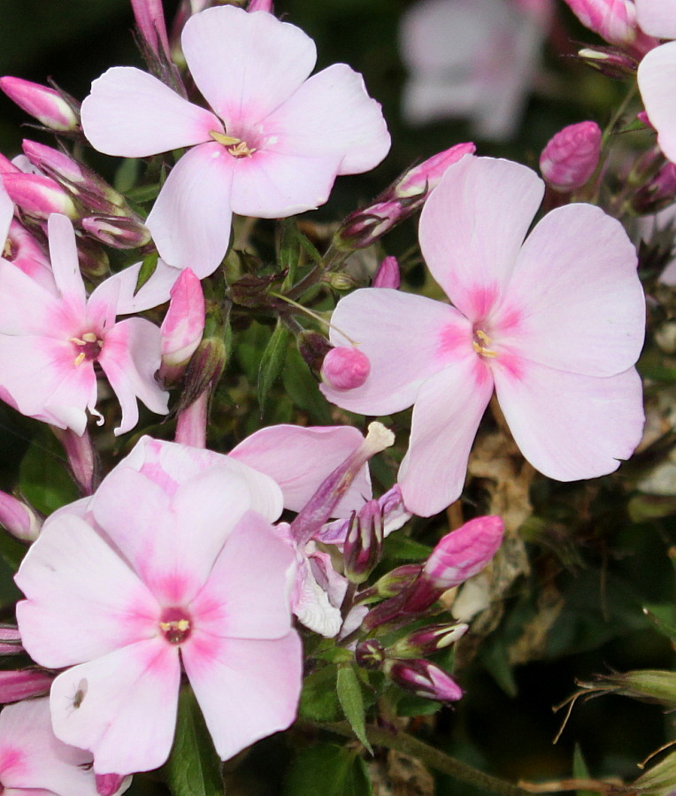 Изображение особи Phlox paniculata.