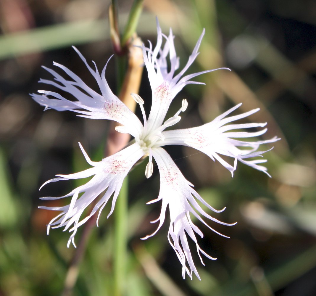 Изображение особи Dianthus superbus.