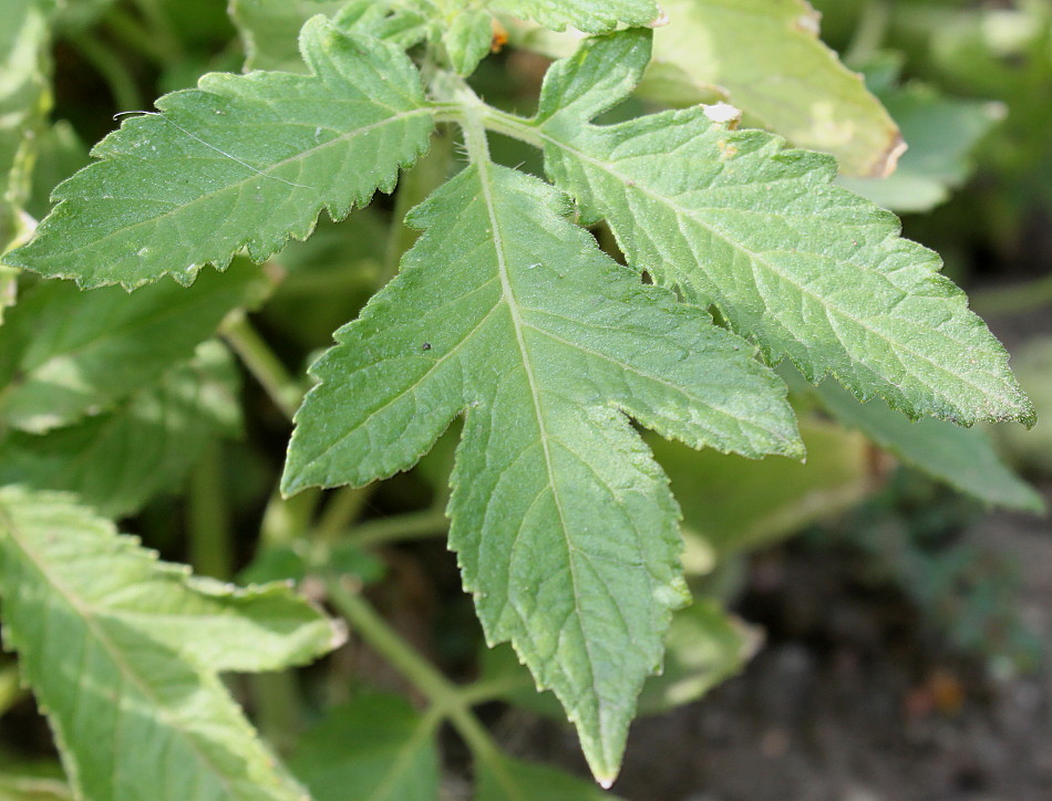 Image of Nasa triphylla specimen.