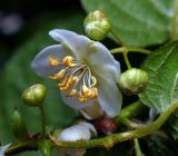 Actinidia kolomikta