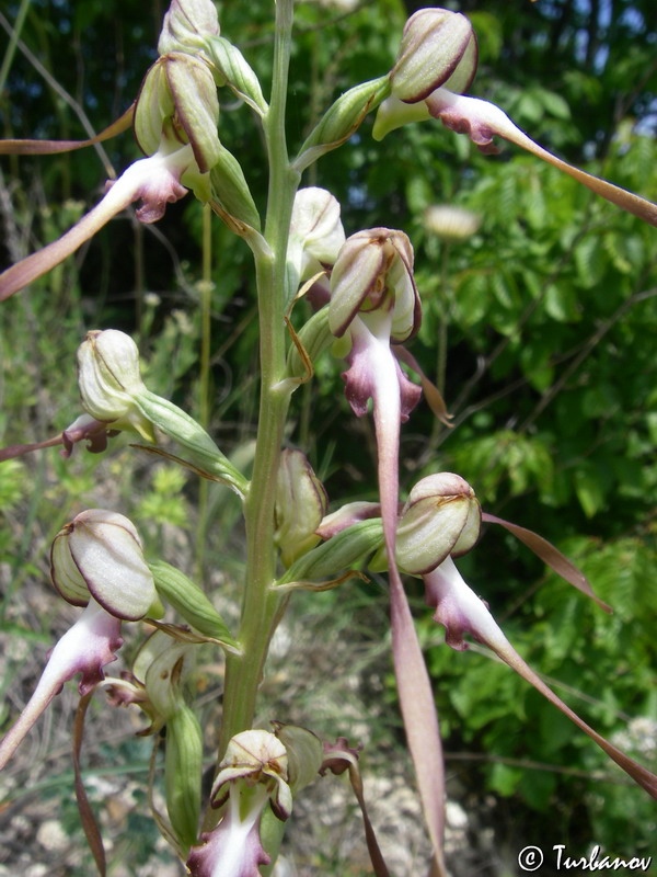 Image of Himantoglossum caprinum specimen.
