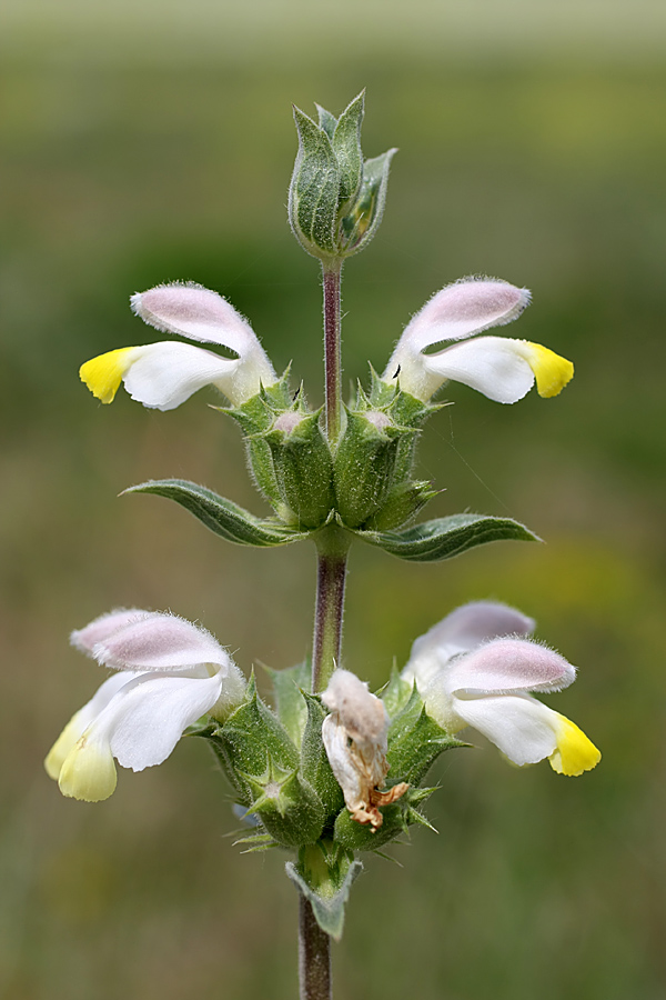 Изображение особи Phlomoides labiosa.