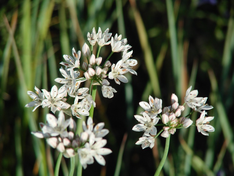 Image of Allium ramosum specimen.
