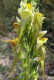 Linaria vulgaris