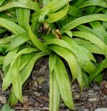 Carex plantaginea. Вегетирующее растение. Германия, г. Дюссельдорф, Ботанический сад университета. 14.08.2013.
