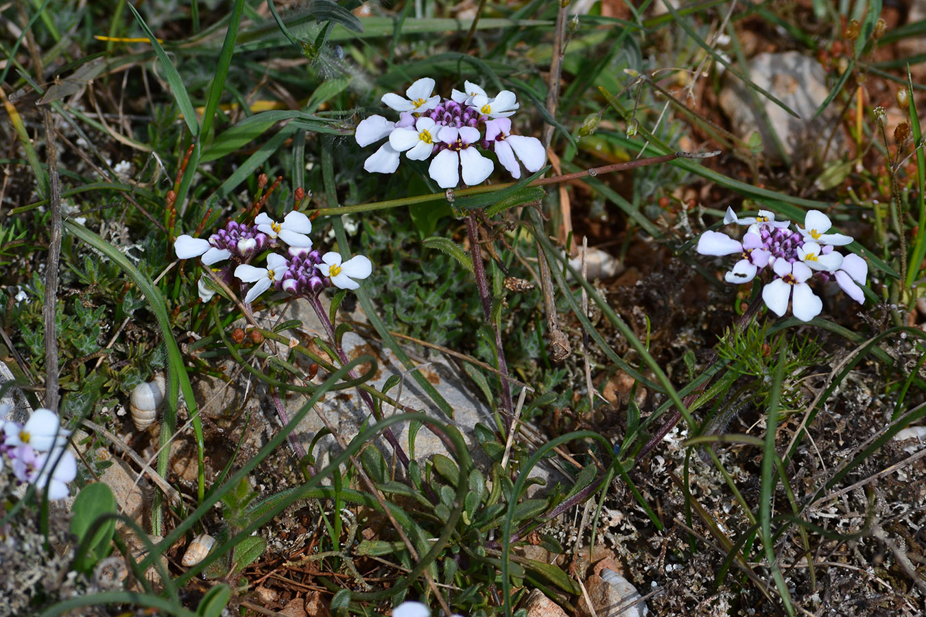 Изображение особи Iberis simplex.