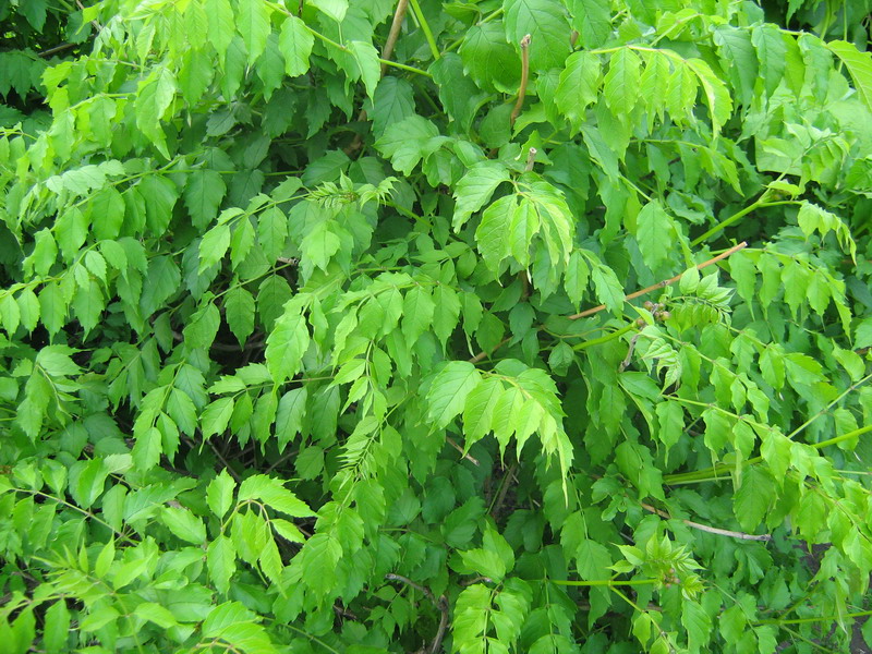 Изображение особи Campsis radicans.