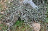 Cissus hamaderohensis. Вегетирующее растение. Сокотра, плато Хомхи. 29.12.2013.