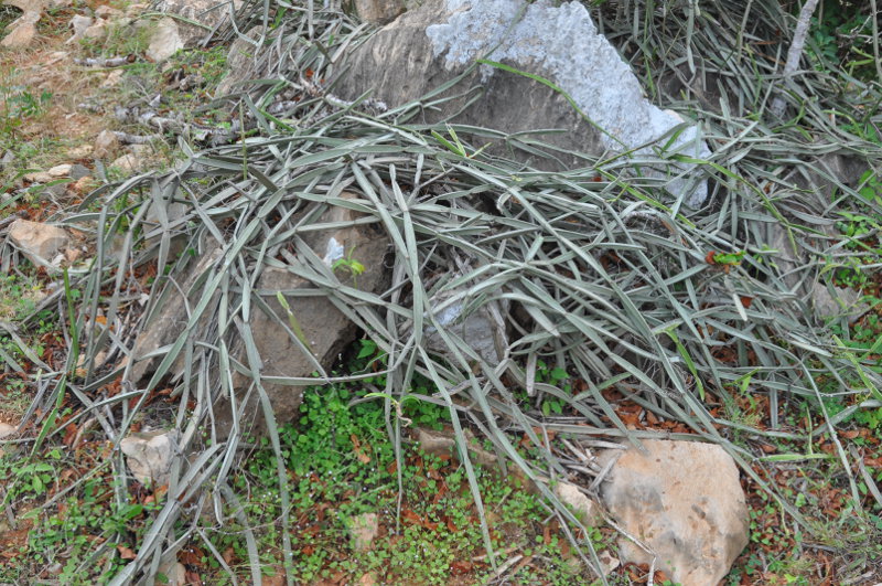 Image of Cissus hamaderohensis specimen.