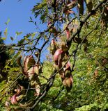 Gleditsia triacanthos