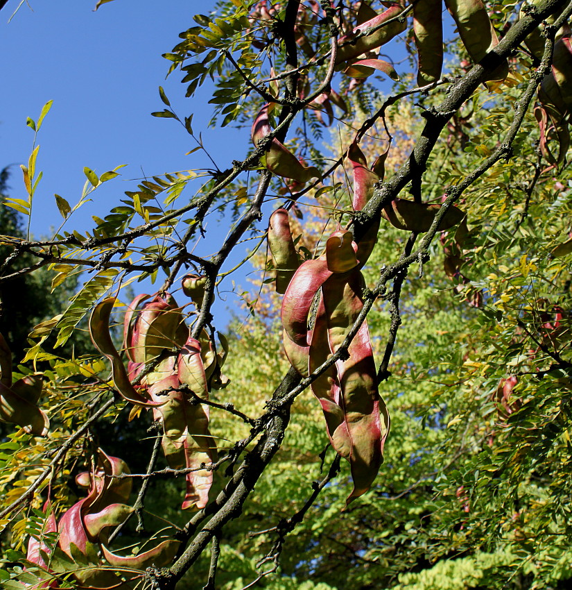 Изображение особи Gleditsia triacanthos.