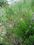 Polygala sibirica. Цветущее растение на каменистом склоне. Пермский край, Кунгурский р-н, окр. с. Филипповка, северная часть Кунгурской лесостепи, гора Ледяная. 14.06.2013.