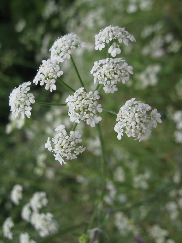 Изображение особи Anthriscus sylvestris.