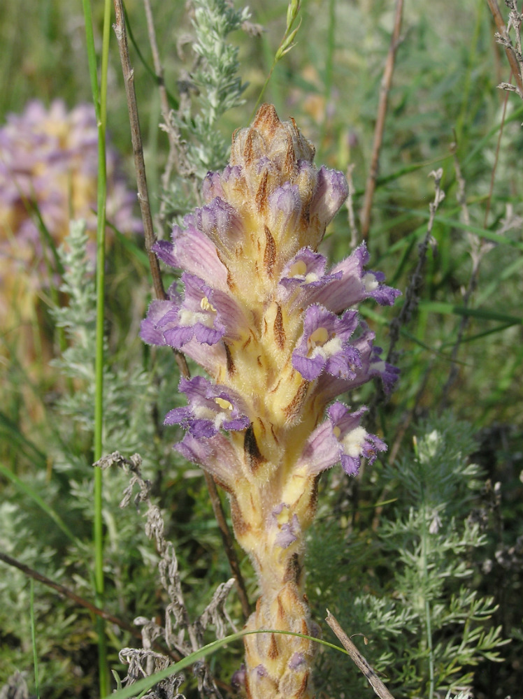 Image of Phelipanche pallens specimen.