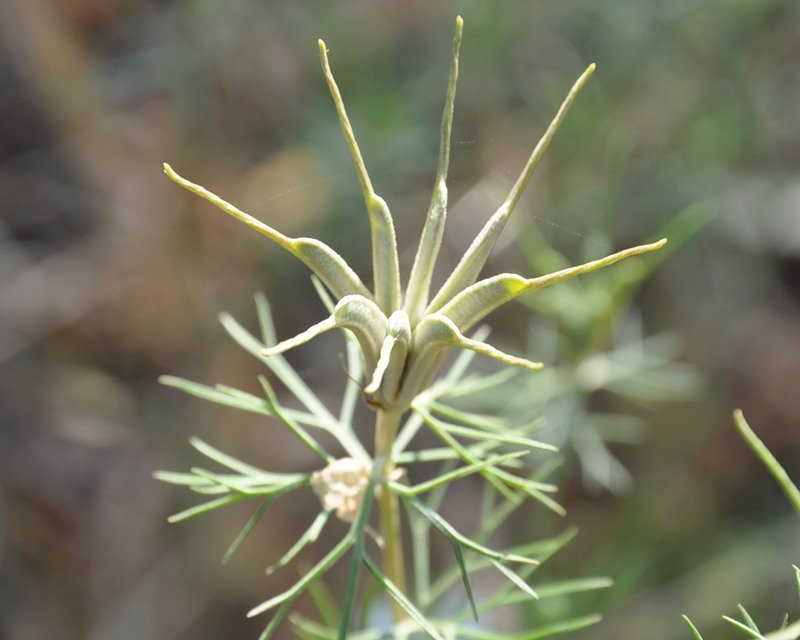 Изображение особи Nigella arvensis.