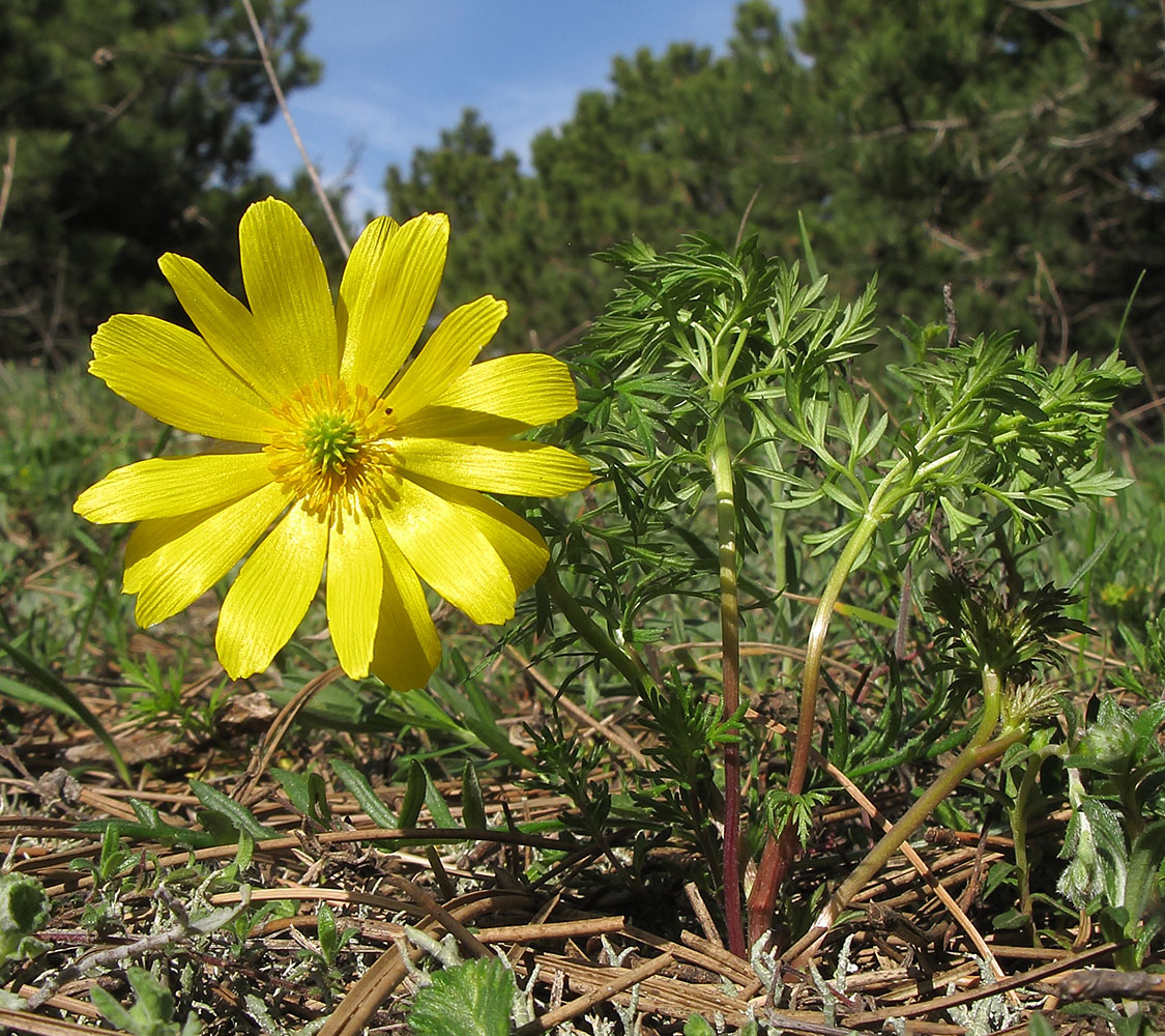 Image of Adonis volgensis specimen.