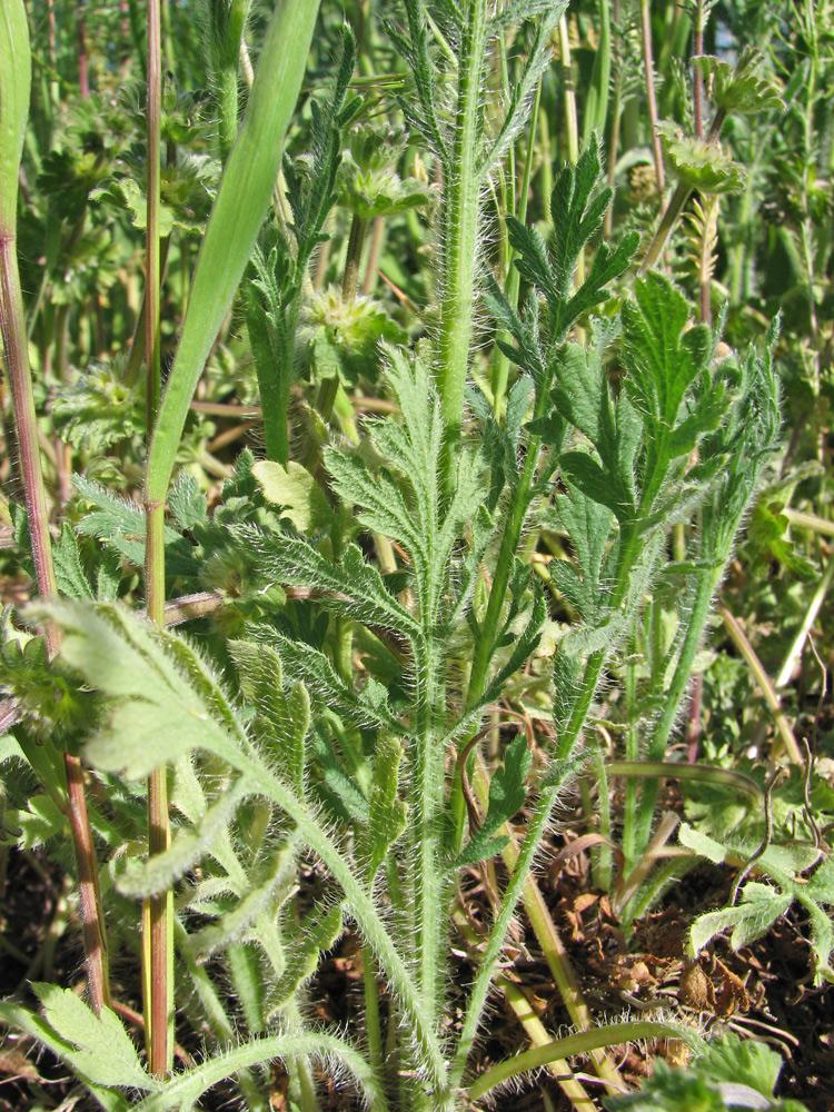 Image of genus Papaver specimen.
