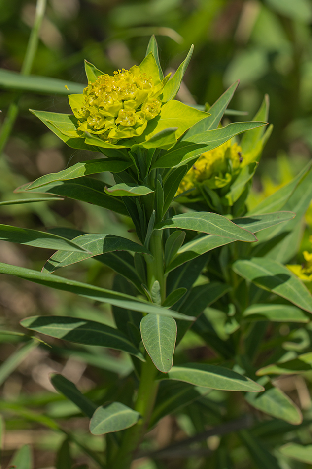 Image of Euphorbia palustris specimen.