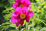 Paeonia hybrida