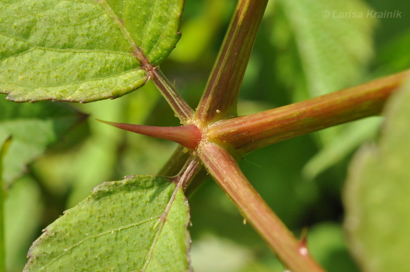 Image of Aralia elata specimen.