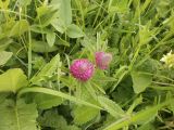Trifolium alpestre. Верхушка цветущего растения. Крым, Симферопольский район, Перевальненское лесничество, плато горы Замана (~1050 м н.у.м.). 06.06.2014.