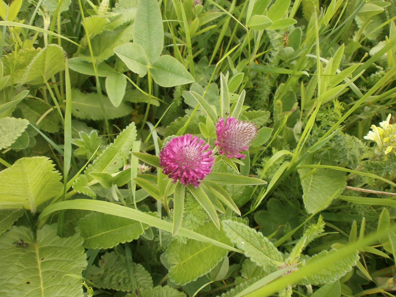 Image of Trifolium alpestre specimen.