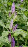 Campanula latifolia