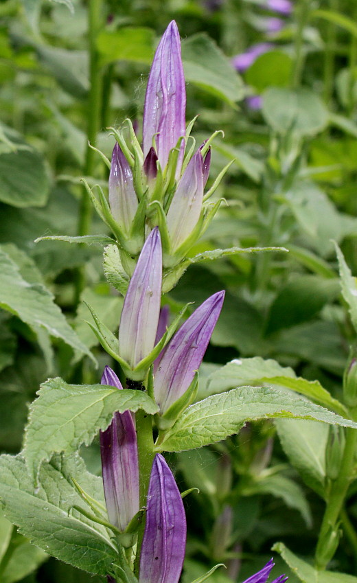 Image of Campanula latifolia specimen.
