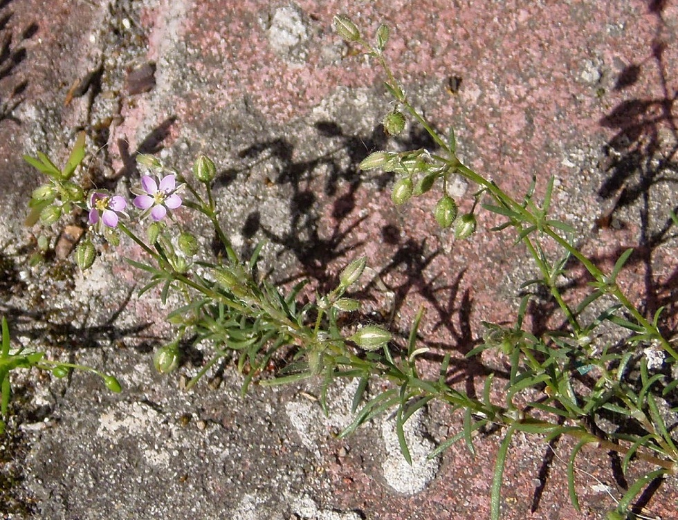 Image of Spergularia rubra specimen.