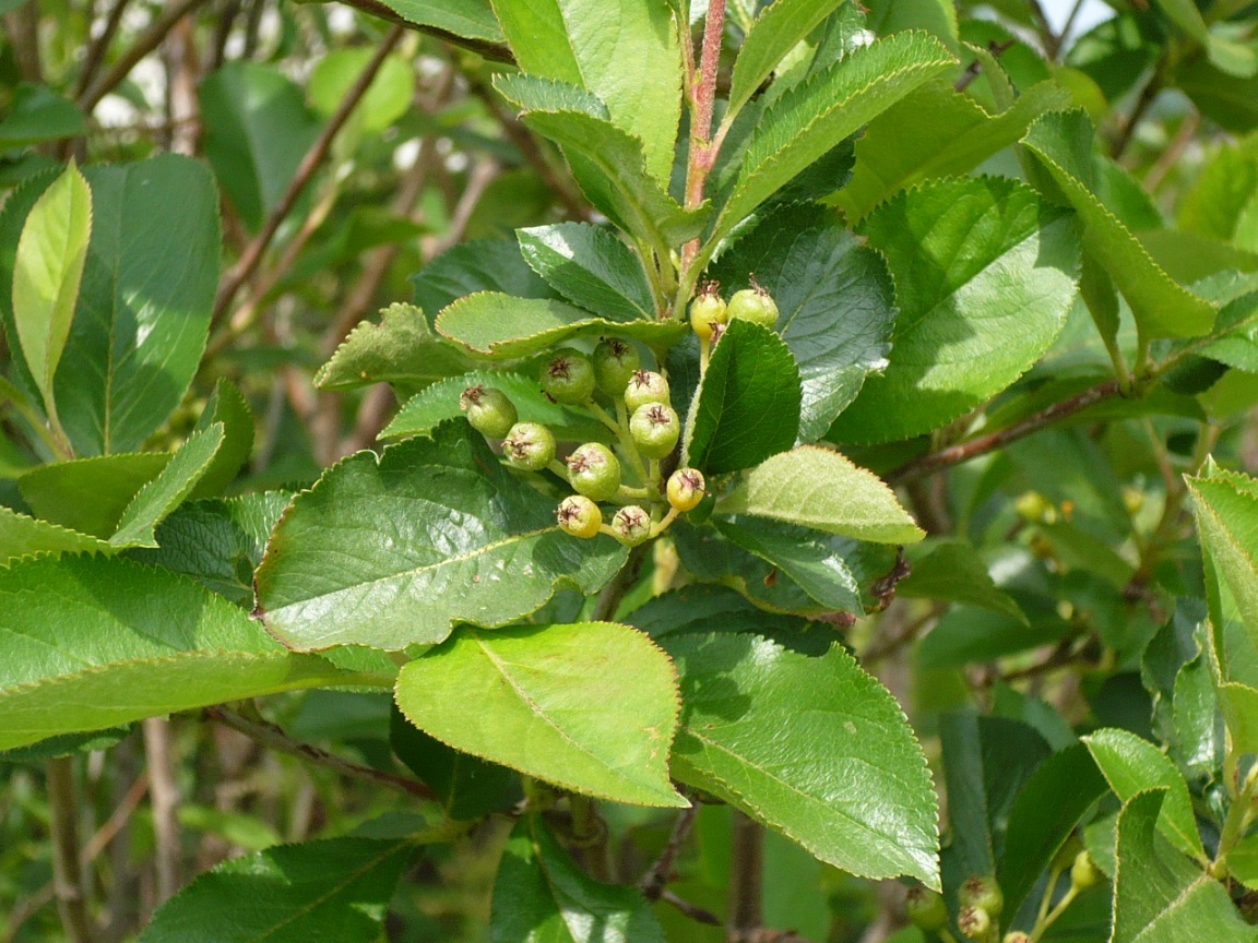 Изображение особи &times; Sorbaronia mitschurinii.